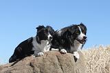 BORDER COLLIE 162
